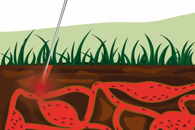 Ameisen bekämpfen Ameisenbefall