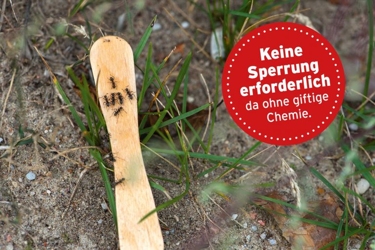 Ameisen bekämpfen Ameisenbefall