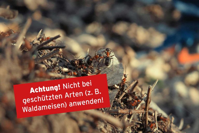 Ameisen bekämpfen Ameisenbefall